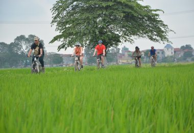 Hanoi Bike through rice field