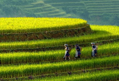 Mu Cang Chai Ma Xoi-Banner-Mobile