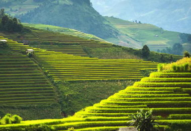 Sapa Rice Terraces