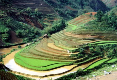 Sapa Rice Terraces