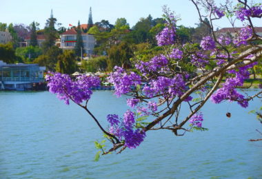 Natural Beauty of Dalat